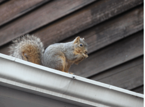 Squirrel exterminator watford