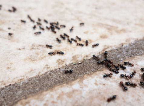 Ant exterminator watford