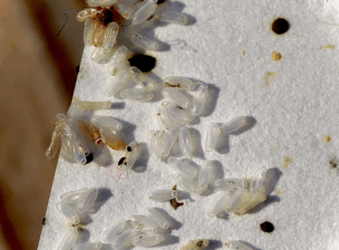 Bedbug exterminator watford