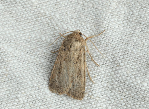 carpet moth exterminator watford