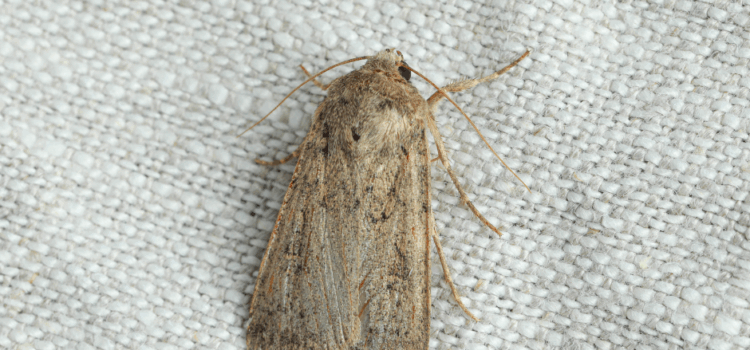 How to Identify Carpet Moths in Abbots Langley
