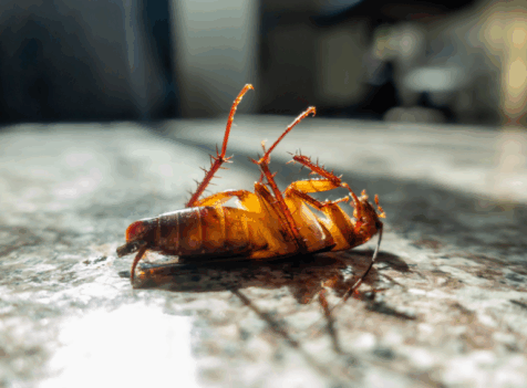 Cockroach exterminator watford
