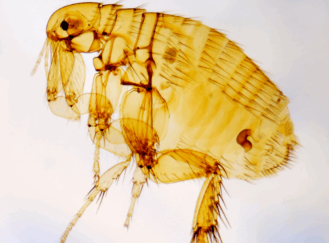 Flea exterminator watford