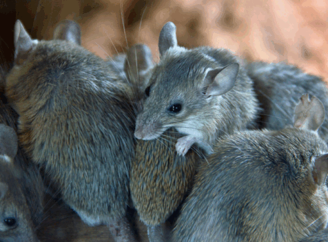 Mice exterminator watford