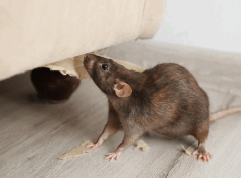 Rat exterminator watford
