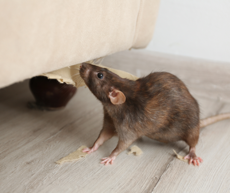 Rat exterminator watford
