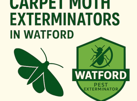 Why Do I Have Carpet Moths in My Watford Home