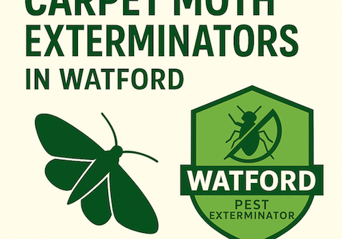 Why Do I Have Carpet Moths in My Watford Home