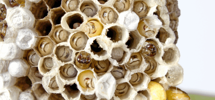 How Much Does Wasp Exterminator Service Cost in Watford