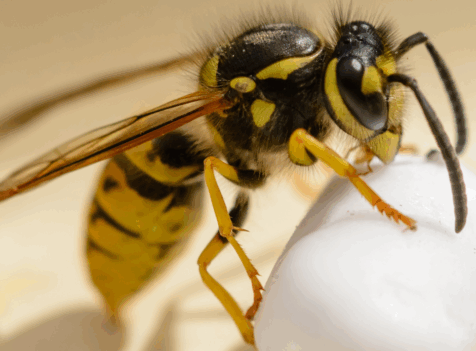 Wasp Exterminator Watford