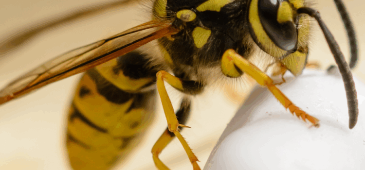 Dangers of Delaying Wasp Nest Removal in Watford
