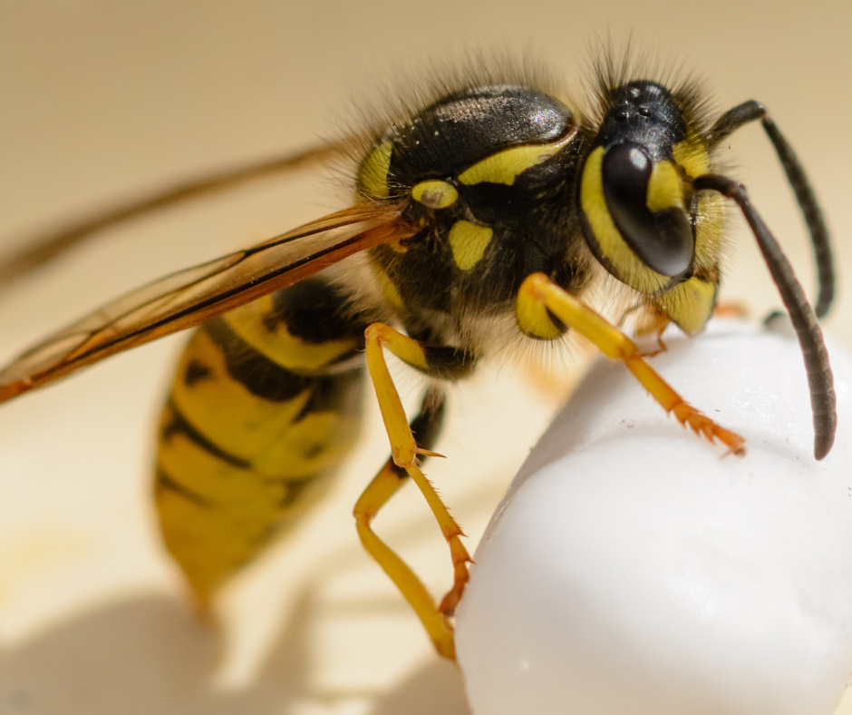 Wasp Exterminator Watford