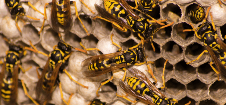 What to Expect During a Wasp Extermination Visit in Watford