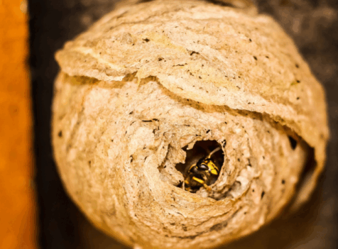 Wasp Exterminator Watford