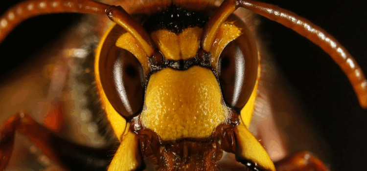 Why DIY Wasp Nest Removal Is Dangerous in Watford