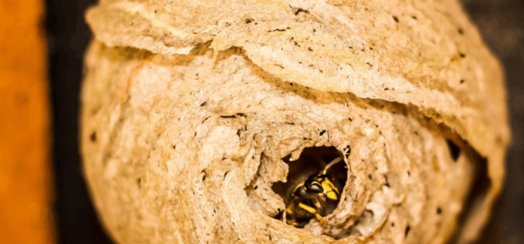 How to Choose a Reliable Wasp Exterminator in Watford