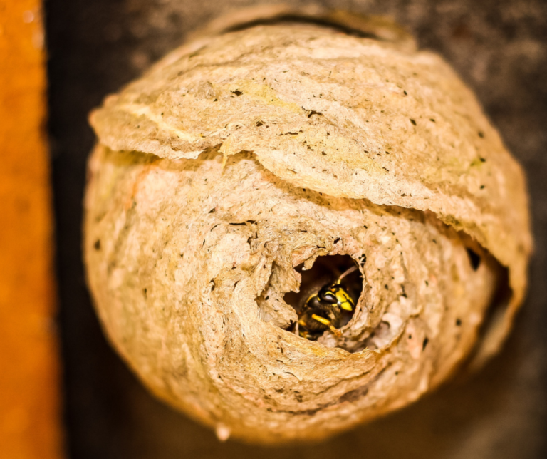 Wasp Exterminator Watford