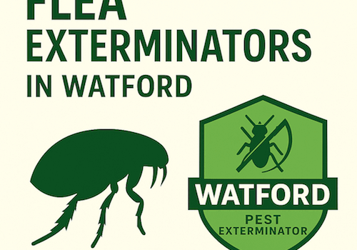 Do I Need End of Tenancy Flea Fumigation If My House Is Clean