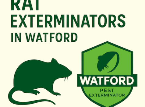 The Dangers of Ignoring a Rat Infestation in Watford