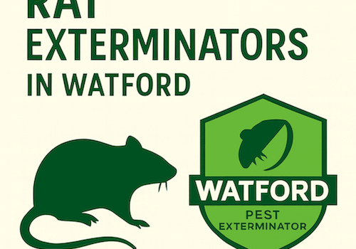 The Dangers of Ignoring a Rat Infestation in Watford