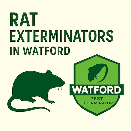The Dangers of Ignoring a Rat Infestation in Watford